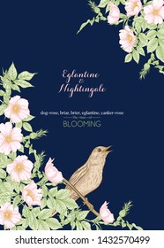 Dog-rose, briar, brier, eglantine, canker-rose and nightingale. Template for wedding invitation, greeting card, banner, gift voucher. Graphic drawing, engraving style. Vector illustration.