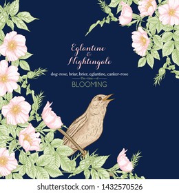 Dog-rose, briar, brier, eglantine, canker-rose and nightingale. Template for wedding invitation, greeting card, banner, gift voucher. Graphic drawing, engraving style. Vector illustration.