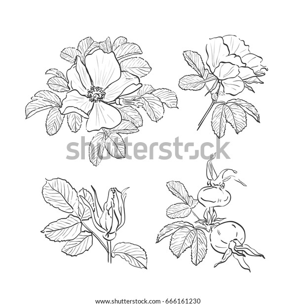 dogrose drawing flowers handdrawn wild rose stock vector