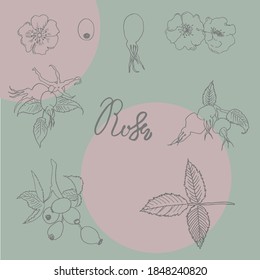 dogrose. parts of rosehip-leaves, branches, flowers, berries. isolated vector objects on a green background with a shadow.lettering. autumn plant. food, drink. elements for decorating things.