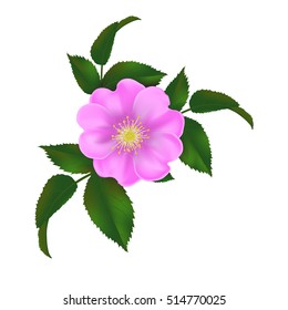 dog-rose, realistic vector illustration