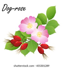 Dog-rose (Rosa canina) branch with flowers and hips. Vector illustration, isolated on white.