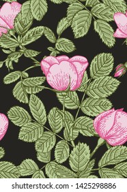 Dogrose seamless background. Black background. Botanical illustration. Vector drawing.