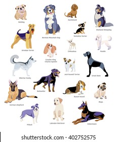 Dogs breed, dog isolated on white Background. Vector illustration, clip art, cartoon.