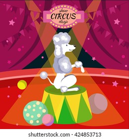 Dogs breed poster or flyer with poodle acting in the circus and an inscription show circus dogs vector illustration