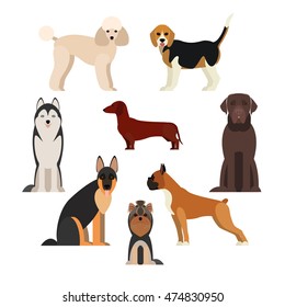 Dogs breed set with beagle husky terrier boxer poodle isolated vector illustration.