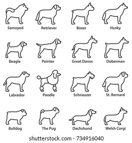 Dogs breed set. Linear design. Dog side view. Line with editable stroke. Collection of dog breeds such as: Bulldog, Pug, Samoyed, Husky, Labrador, Poodle, Doberman , Boxer, Welsh Corgi and more.