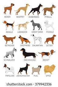 Dogs breed set. Vector flat illustrations