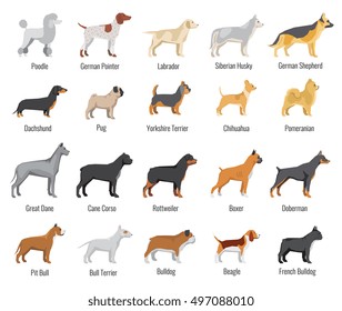 Dogs breed vector flat icons set. Pets animal, labrador and siberian husky, dachshund and yorkshire terrier illustration