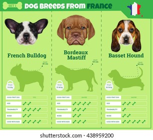 Los perros reproducen información vectorial tipos gráficos de razas de perros de Francia. Juego de Raza 1 - Bulldog francés, Bordeaux Mastiff, Basset Hound