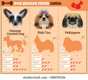 Dogs breed vector info graphics types of dog breeds from China. Breed Set 2 - Chinese Crested Dog, Shih Tzu, Pekingese