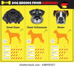 Dogs breed vector info graphics types of dog breeds from Germany. Breed Set 2 - Great Dane, Schnauzer, Boxer