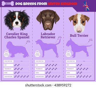 Dogs breed vector info graphics types of dog breeds from United Kingdom. Breed Set 2 - Cavalier King Charles Spaniel, Labrador Retriever, Bull Terrier