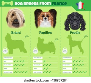 Dogs breed vector info graphics types of dog breeds from France. Breed Set 2- Briard, Papillon dog, Poodle