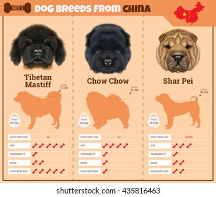 Dogs breed vector infographics types of dog breeds from China. Breed Set 1 - Tibetan Mastiff, Chow Chow, Shar Pei