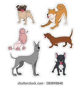 Dogs breeds cartoon stickers set great dane, french bulldog, poodle, husky, dachshund, pug on white vector collection. Vector illustration isolated on white