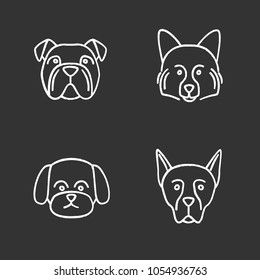 Dogs breeds chalk icons set. English bulldog, German Spitz, Maltese, Doberman Pinscher. Isolated vector chalkboard illustrations