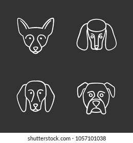 Dogs breeds chalk icons set. Chihuahua, poodle, beagle, boxer. Isolated vector chalkboard illustrations