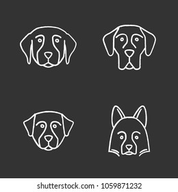 Dogs breeds chalk icons set. Golden Retriever, Great Dane, Bernese Mountain Dog, Shetland Sheepdog. Isolated vector chalkboard illustrations
