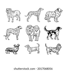 Dogs breeds collection. Vintage style sketch for your design