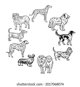 Dogs breeds collection. Vintage style sketch for your design