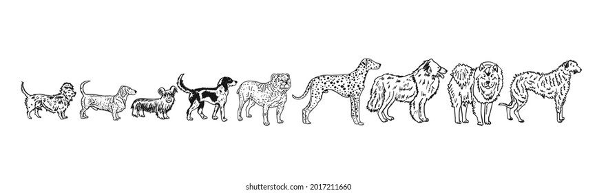 Dogs breeds collection. Vintage style sketch for your design