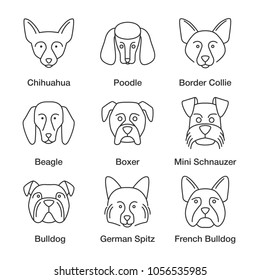 Dogs breeds linear icons set. Thin line contour symbols. Chihuahua, poodle, Border Collie, beagle, boxer, Mini Schnauzer, German Spitz, French, English bulldogs. Isolated vector outline illustrations