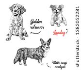 Dogs breeds vector set. Freehand drawing illustration