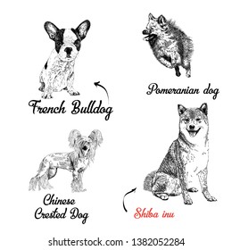 Dogs breeds vector set. Freehand drawing illustration