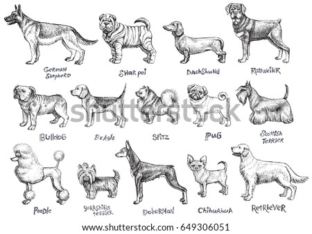 Dogs breeds vector set. Freehand drawing illustration in vintage style.