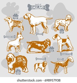 Dogs breeds of the world vector draw and shilouette on isolated illustration by countries with names, England 1