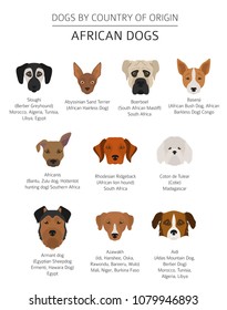 Dogs by country of origin. African dog breeds. Infographic template. Vector illustration