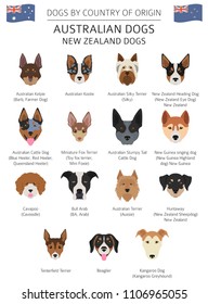 Dogs by country of origin. Australian dog breeds, New Zealand dogs. Infographic template. Vector illustration svg