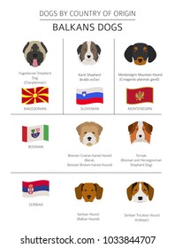 Dogs by country of origin. Balkans dog breeds: Macedonian, Bosnian, Montenegrin, Serbian, Slovenian. Infographic template. Vector illustration