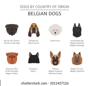 Dogs by country of origin. Belgium dog breeds. Infographic template. Vector illustration