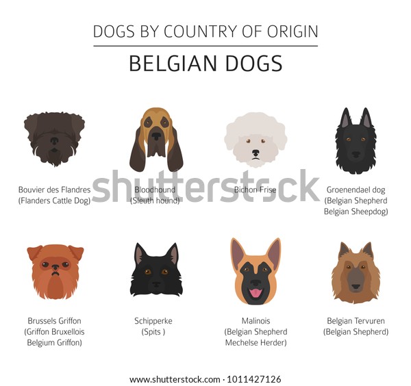 Dogs By Country Origin Belgium Dog Stock Vector Royalty Free 1011427126