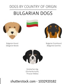 Dogs by country of origin. Bulgarian dog breeds. Infographic template. Vector illustration