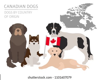 Dogs by country of origin. Canadian dog breeds. Infographic template. Vector illustration