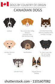 Dogs by country of origin. Canadian dog breeds. Infographic template. Vector illustration