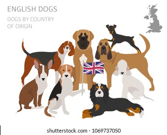 Dogs by country of origin. English dog breeds. Infographic template. Vector illustration