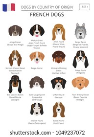 Dogs by country of origin. French dog breeds. Infographic template. Vector illustration