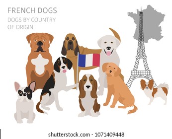 Dogs by country of origin. French dog breeds. Infographic template. Vector illustration