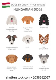 Dogs by country of origin. Hungarian dog breeds. Infographic template. Vector illustration