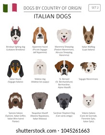 Dogs by country of origin. Italian dog breeds. Infographic template. Vector illustration