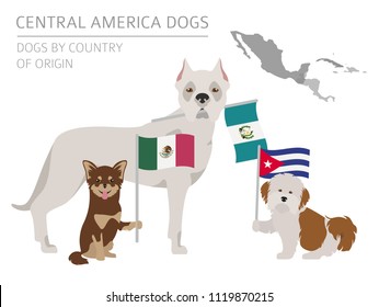Dogs by country of origin. Latin american dog breeds. Infographic template. Vector illustration