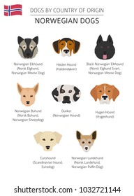 Dogs by country of origin. Norwegian dog breeds. Infographic template. Vector illustration