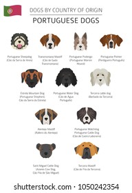 Dogs by country of origin. Portuguese dog breeds. Infographic template. Vector illustration