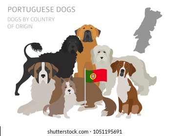 Dogs by country of origin. Portuguese dog breeds. Infographic template. Vector illustration