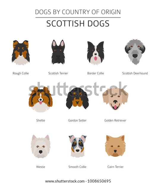 Dogs By Country Origin Scottish Dog Stock Vector (Royalty Free ...