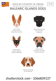 Dogs by country of origin. Spain. Balearic islands dog breeds. Infographic template. Vector illustration